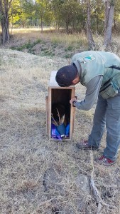 Trasferimento capriolo